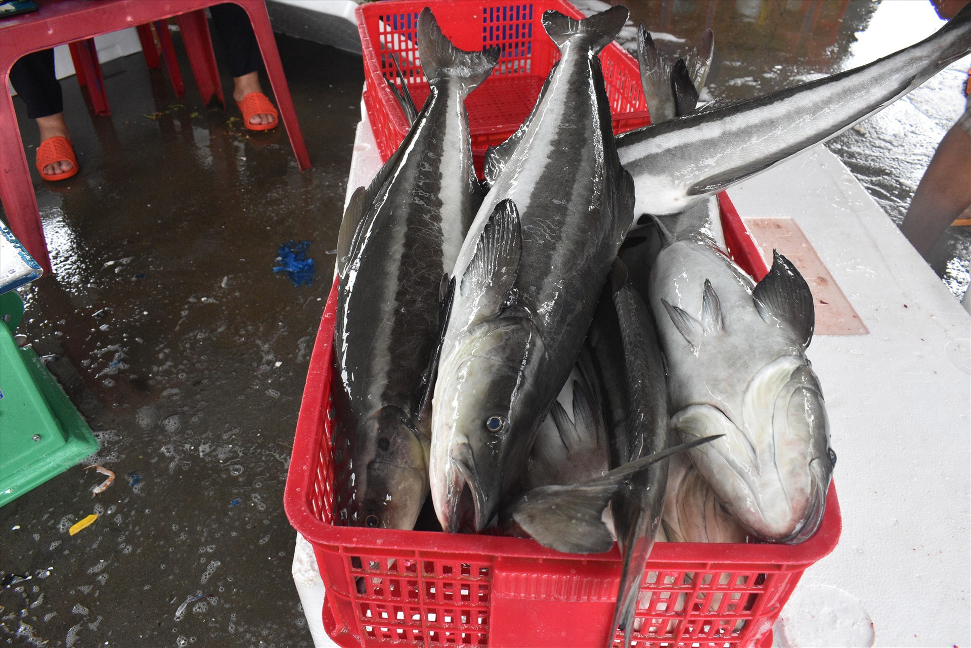 Nhiều chủ lồng bè hối hả xuất cá bớp bán cho thương lái tại cảng Tam Quang. Ảnh: N.Q