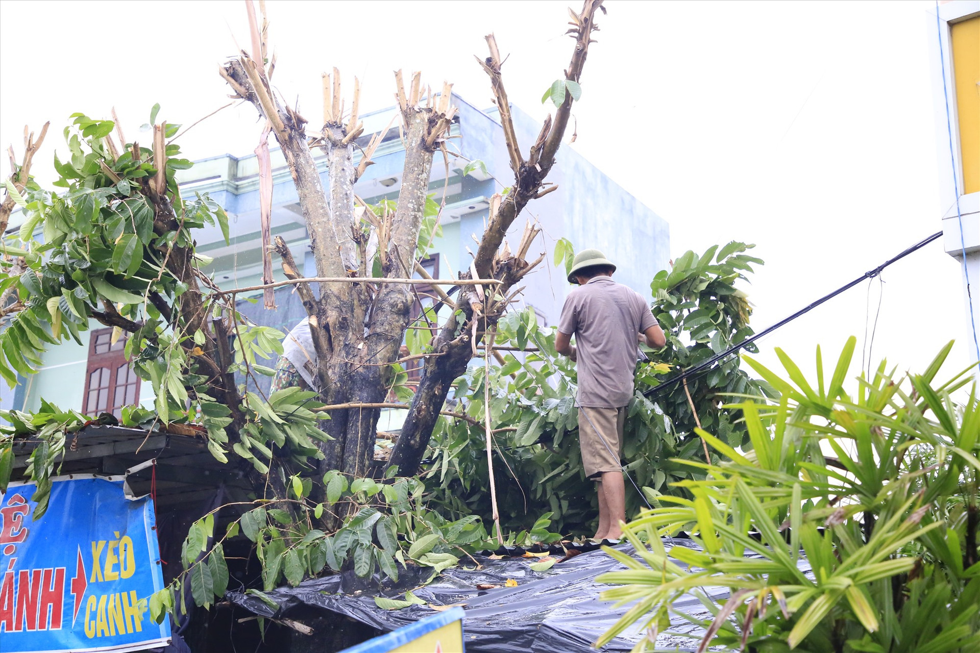Người dân phát dọn cây cối, chằng buộc mái nhà để chống bão