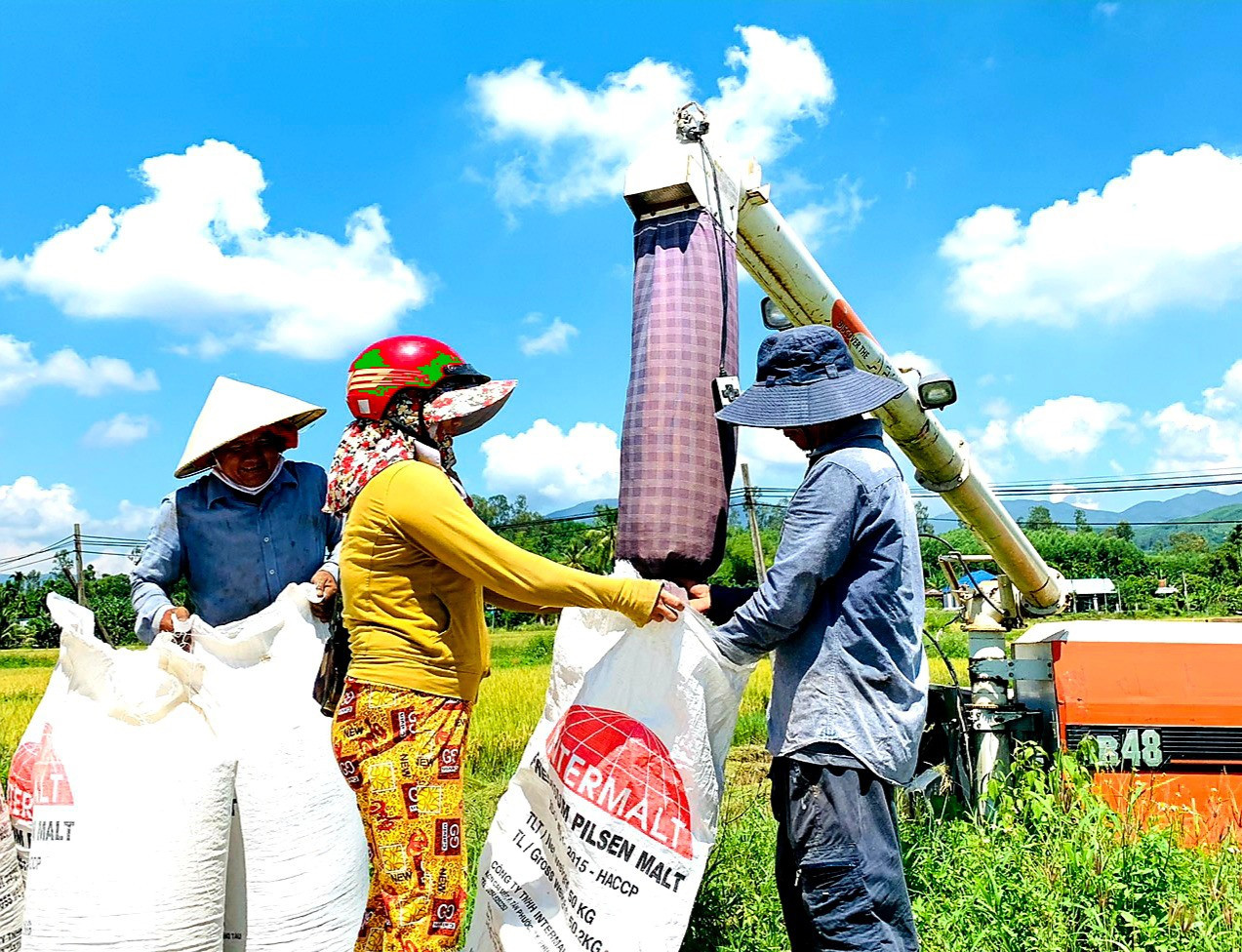 Do thời tiết quá cực đoan, năm nay năng suất lúa ở nhiều địa phương của huyện Quế Sơn tụt giảm so với năm 2021. Ảnh: M.N