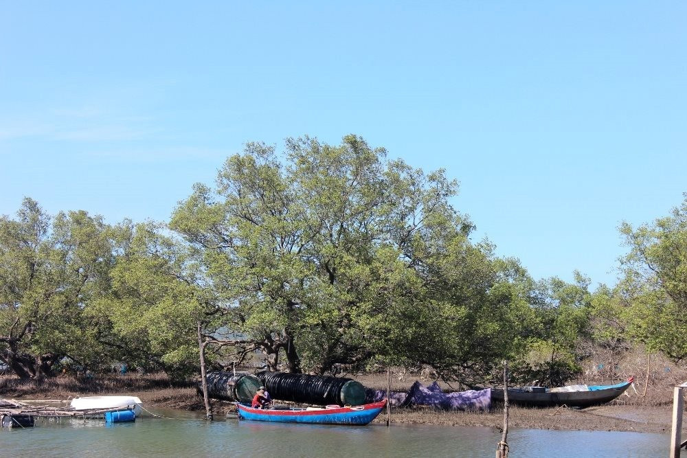 Việc rà soát quy hoạch lại rừng phòng hộ ven biển là cần thiết. TRONG ẢNH: Rừng ngập mặn ở xã Tam Giang, Núi Thành. Ảnh: H.P