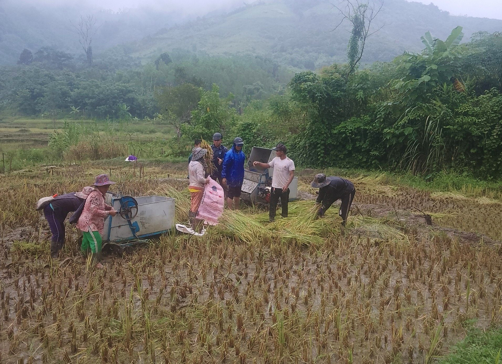 Đoàn viên thanh niên xã Phước Chánh giúp dân thu hoạch lúa mùa trước bão. Ảnh: CTV