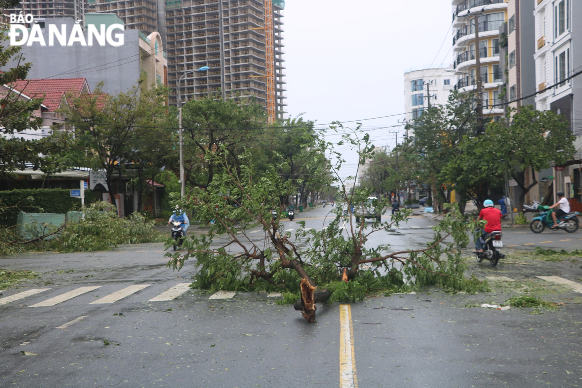 Cây xanh ngã bị gió bão kéo ra giữa đường Hồ Nghinh. Ảnh: VĂN HOÀNG