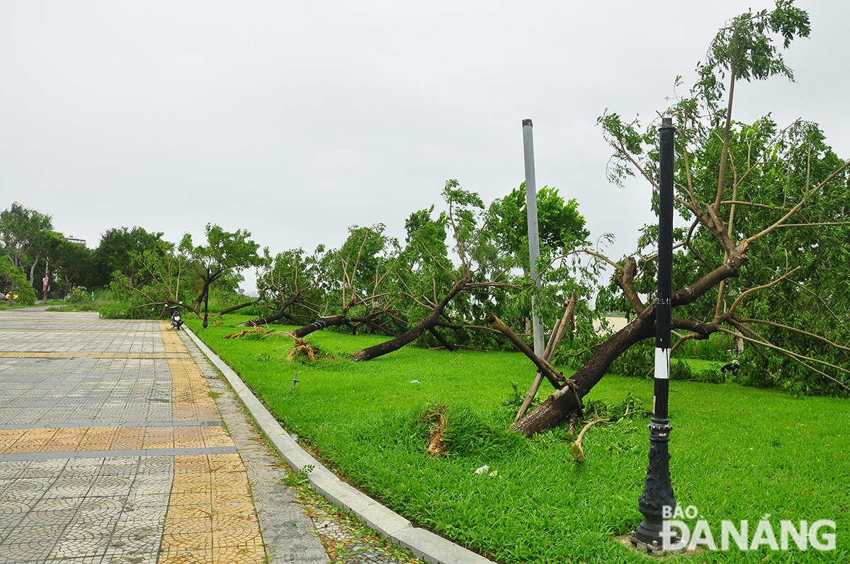 Loạt cây lâu năm dưới chân cầu Trần Thị Lý bị bật gốc. Ảnh: THÀNH LÂN
