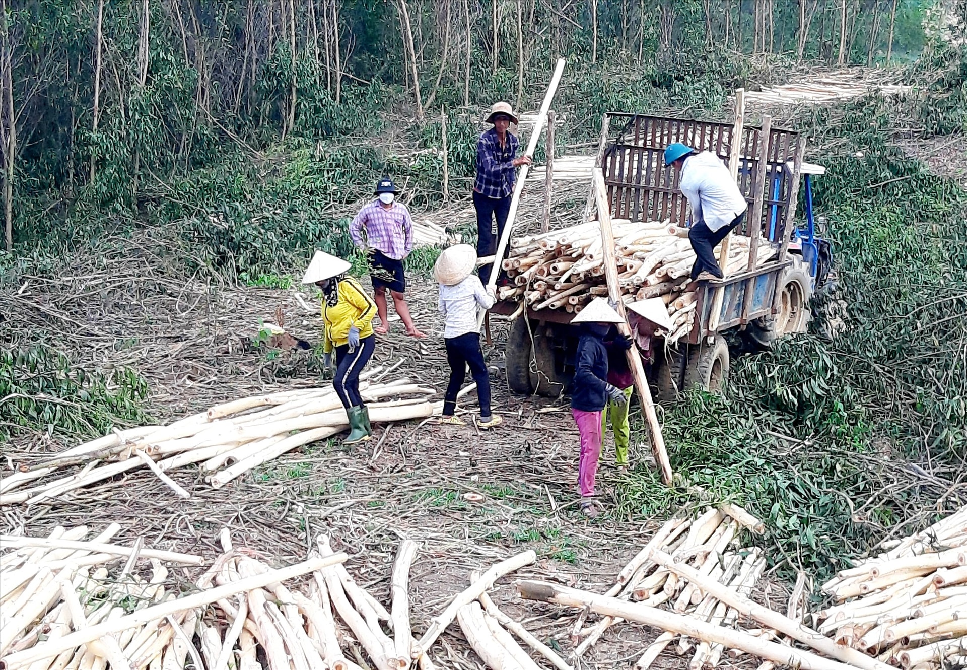 Từ đầu năm 2022 đến nay, giá thu mua gỗ keo nguyên liệu trên thị trường tăng mạnh nên nông dân huyện Hiệp Đức có nguồn thu nhập cao. Ảnh: P.Đ