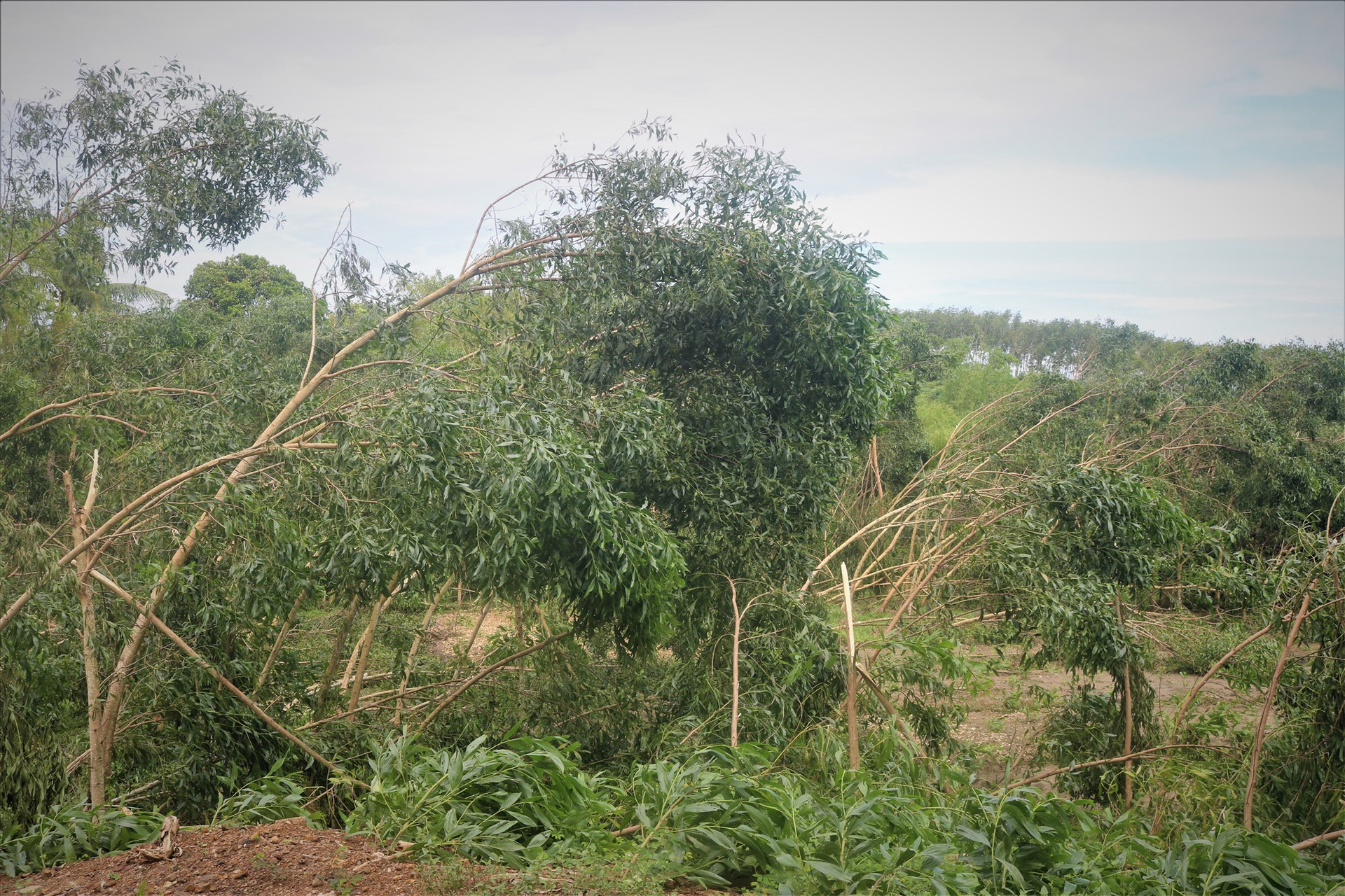 Nhiều diện tích rừng keo từ 2 - 4 năm tuổi đổ ngã ở xã Tam Thạnh