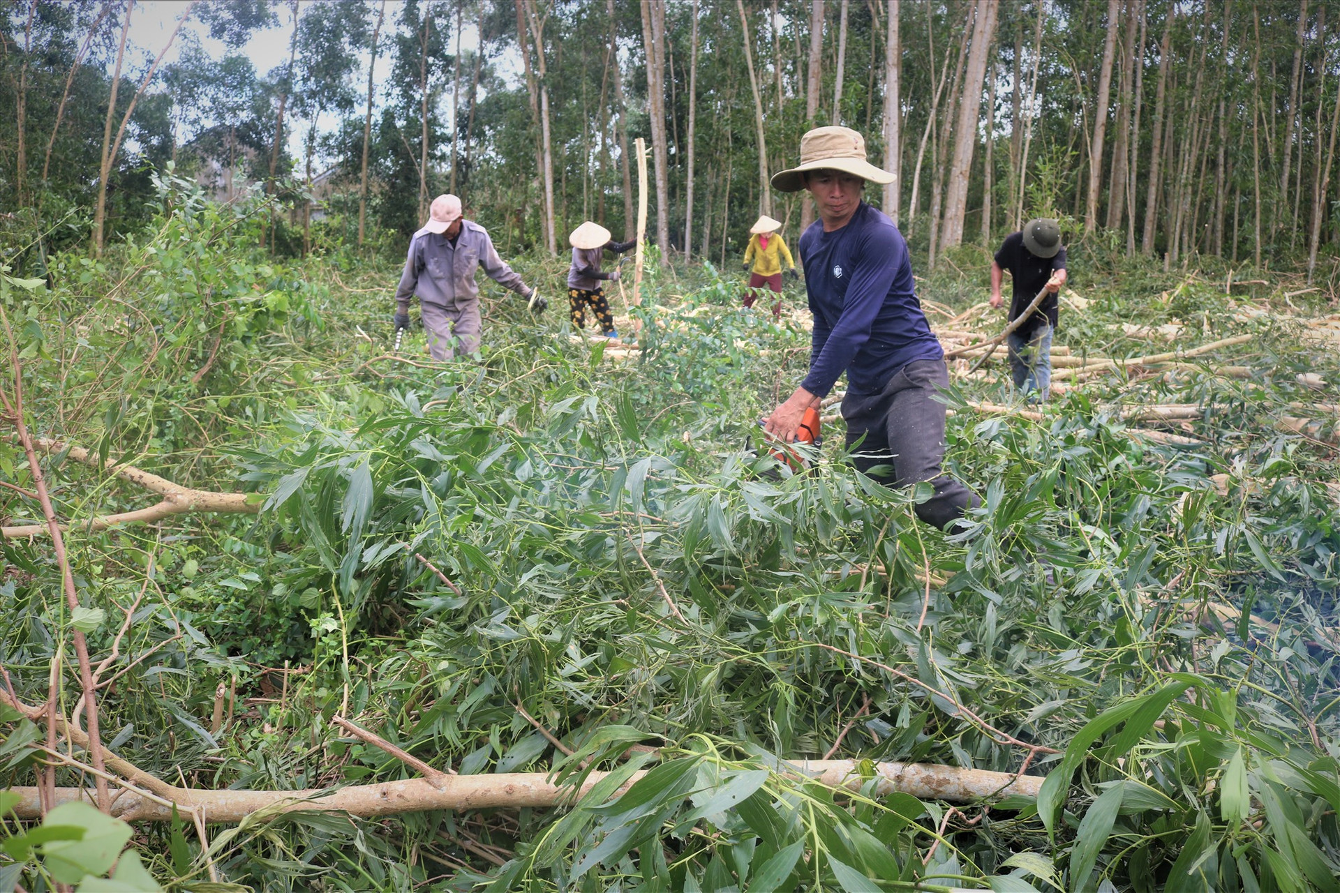 Người trồng rừng thôn Đức Phú, xã Tam Thạnh (Núi Thành) gấp rút thu hoạch keo đổ ngã