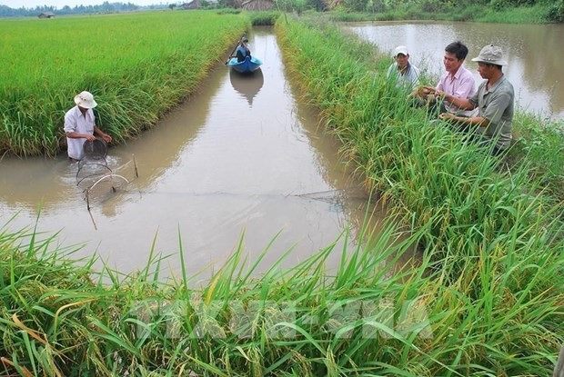 A rice-shrimp farming model brings sustainable results (Photo: VNA)