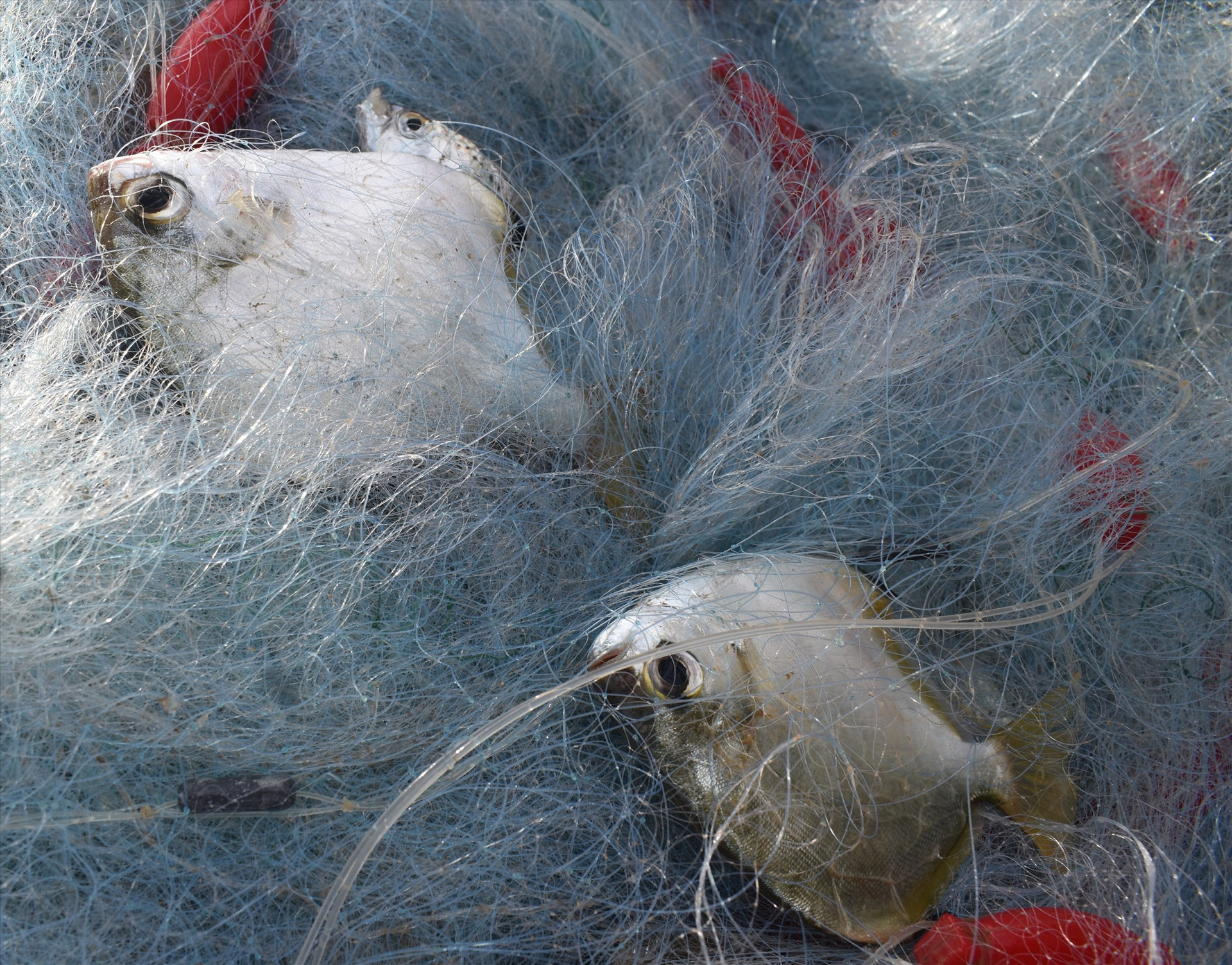 Nhiều loại cá mắc lưới, có giá bán dao động 150 - 300 ngàn đồng/kg. Ảnh: N.Q