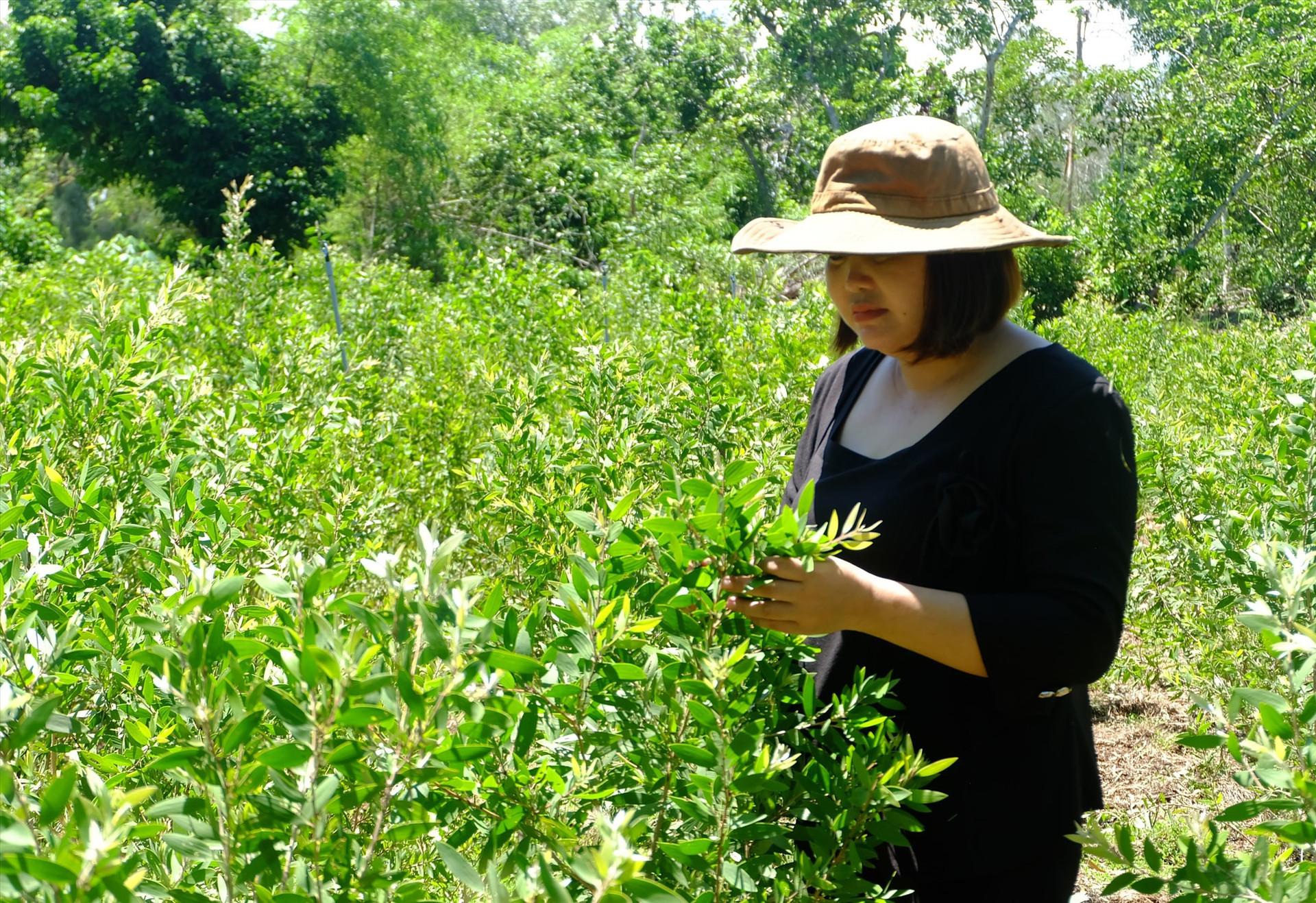 Chị Bùi Thị Nguyệt (thôn Tây Giang, xã Bình Sa, Thăng Bình) đã trồng được nguồn nguyên liệu tại chỗ là cây tràm gió để sản xuất dầu tràm. Ảnh: G.B