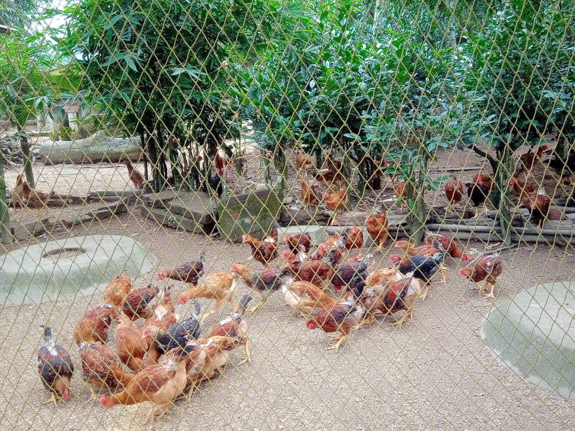 Đàn gà ta thả vườn được nuôi an toàn, sạch bệnh, ứng dụng kỹ thuật IMO tại Nông Sơn. Ảnh: CTV