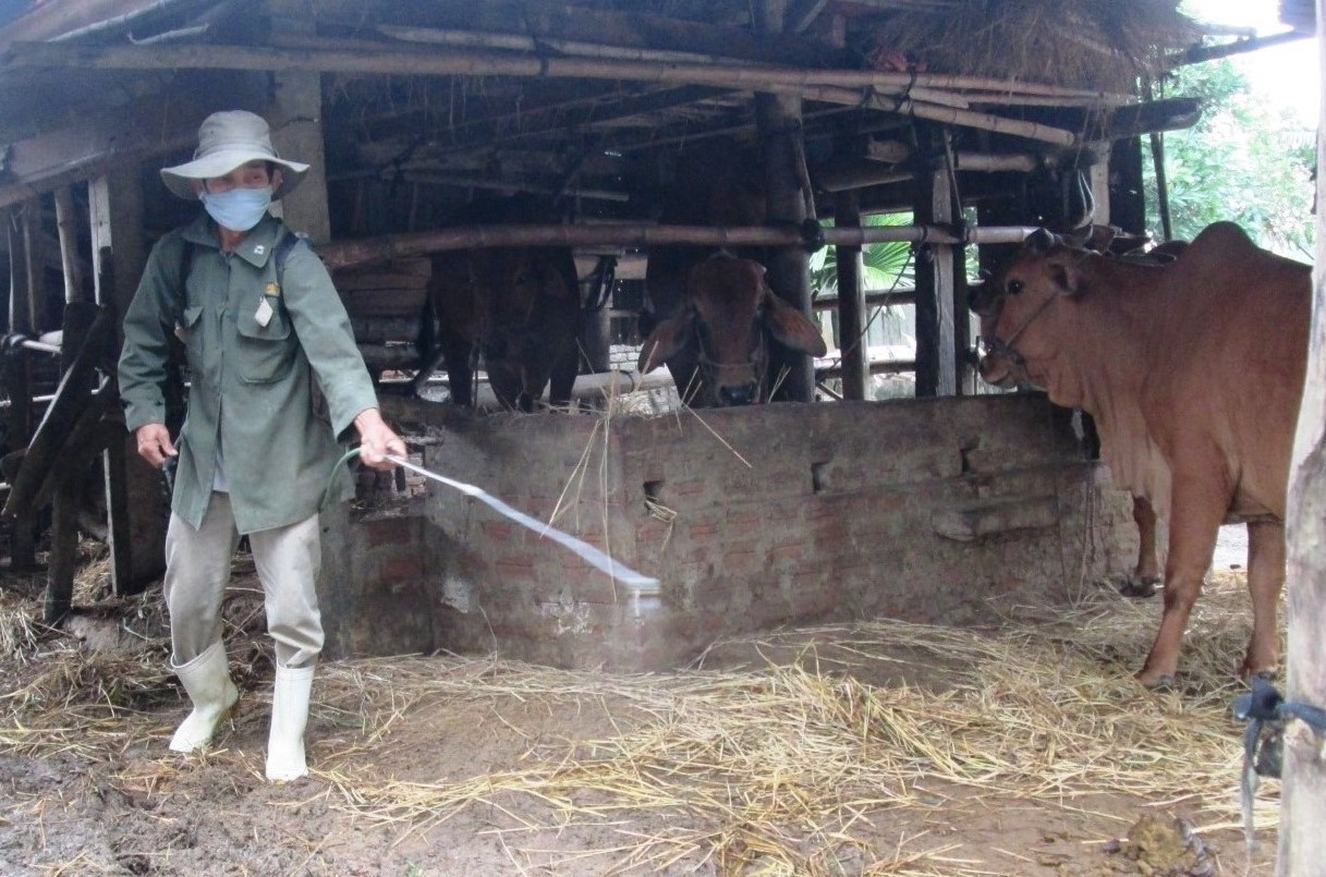 Phần lớn người dân Duy Xuyên phát triển chăn nuôi theo hình thức nông hộ với quy mô nhỏ lẻ, không đảm bảo môi trường và vệ sinh thú y.   Ảnh: M.N