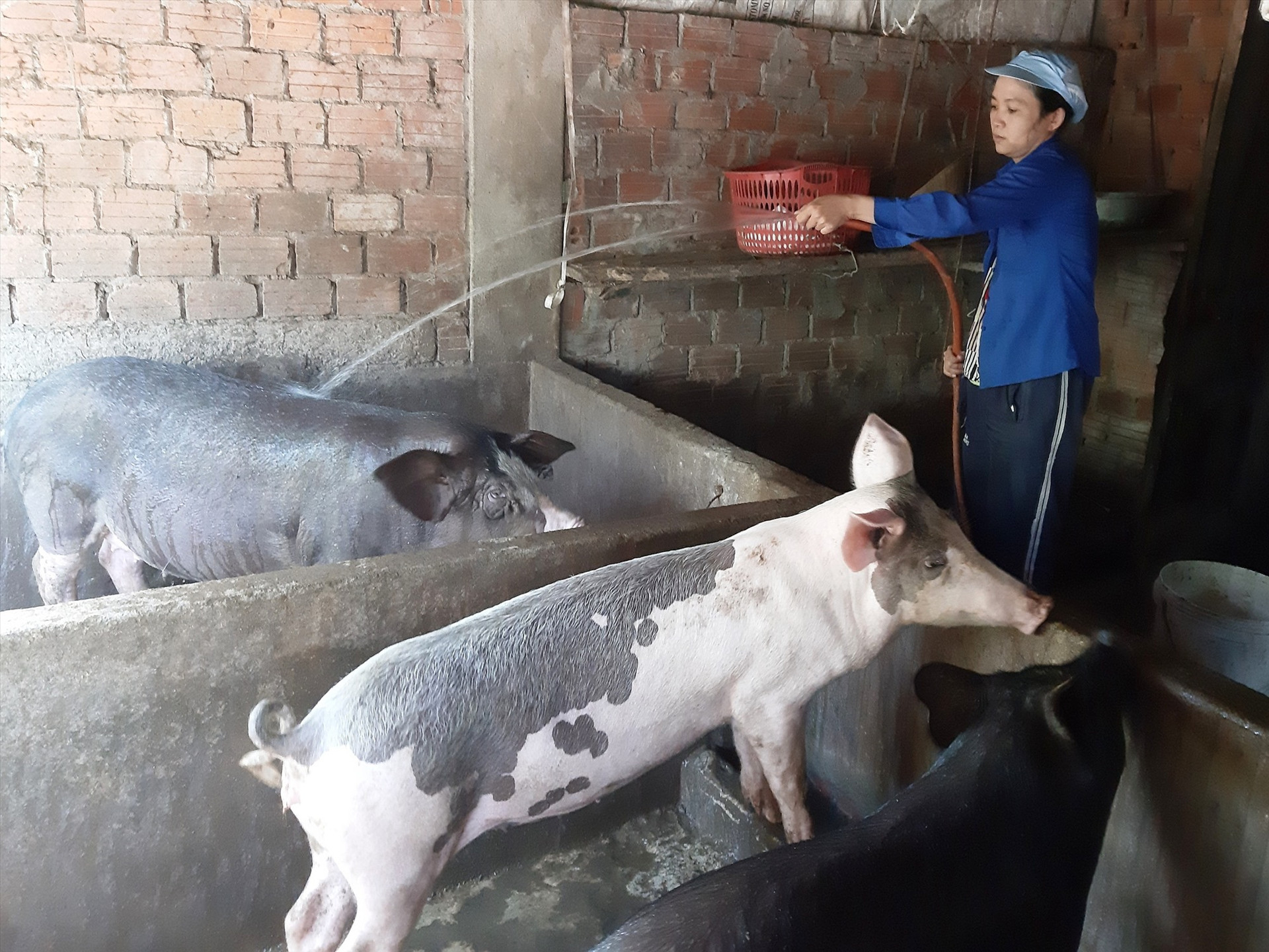 Những năm đến, Duy Xuyên sẽ tích cực hỗ trợ, hướng dẫn người dân đẩy mạnh công tác tiêm phòng vắc xin cho đàn vật nuôi. Ảnh: N.S