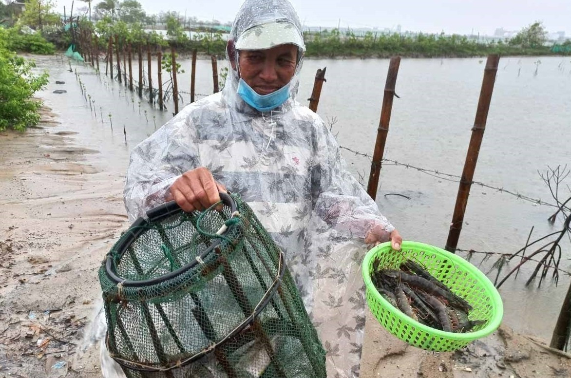 Người dân Tam Hòa đội mưa thu hoạch thủy sản nuôi để tránh thiệt hại. Ảnh: NGUYỄN QUANG