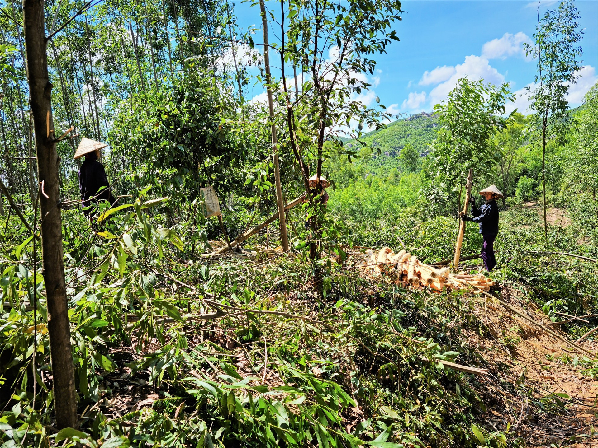 Mô hình trồng rừng gỗ lớn theo tiêu chuẩn quốc tế được xem là hướng đi hiệu quả của ngành lâm nghiệp. Ảnh: T.N