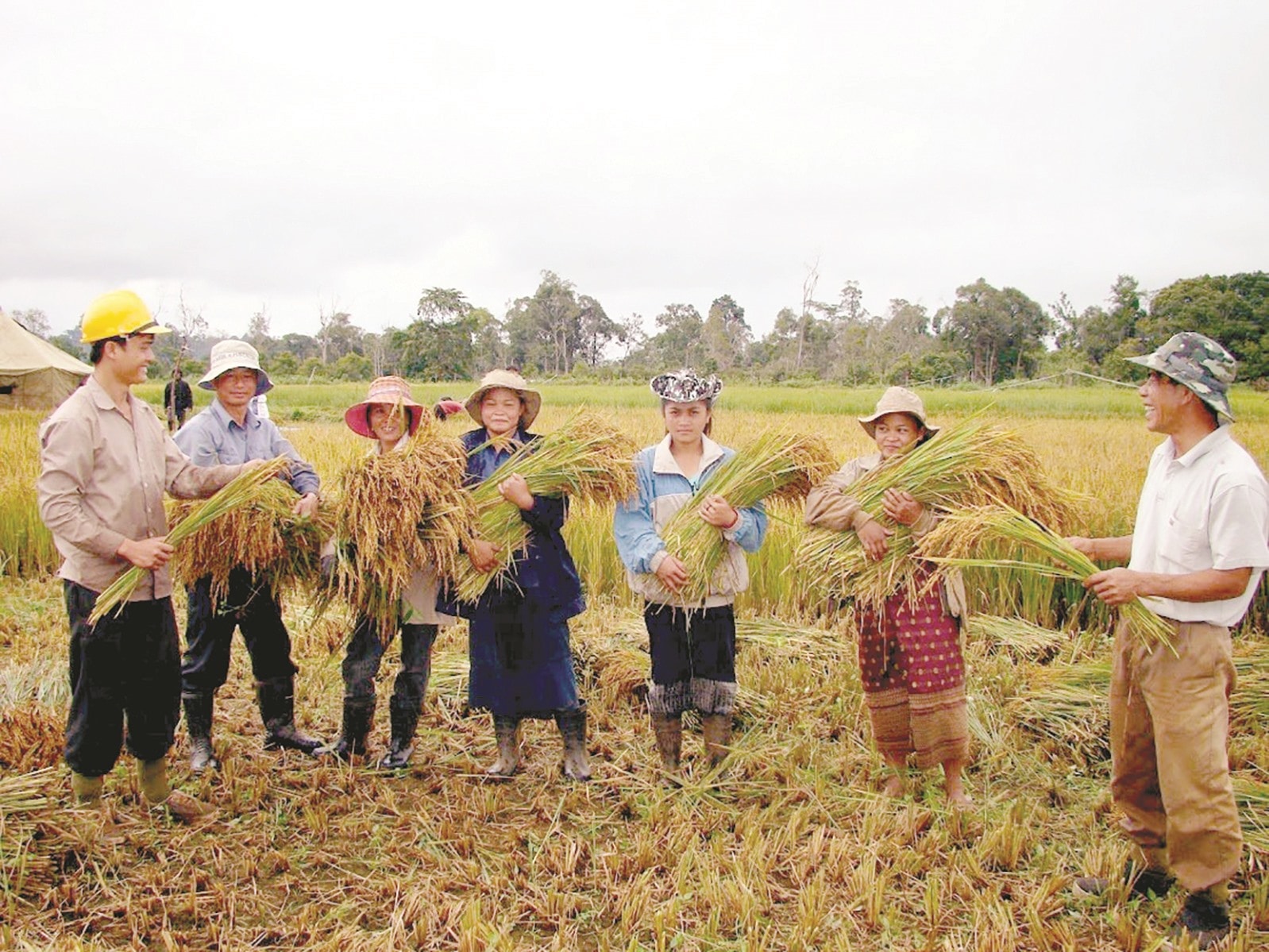 Giúp Nhân dân Lào trồng cây lúa nước.