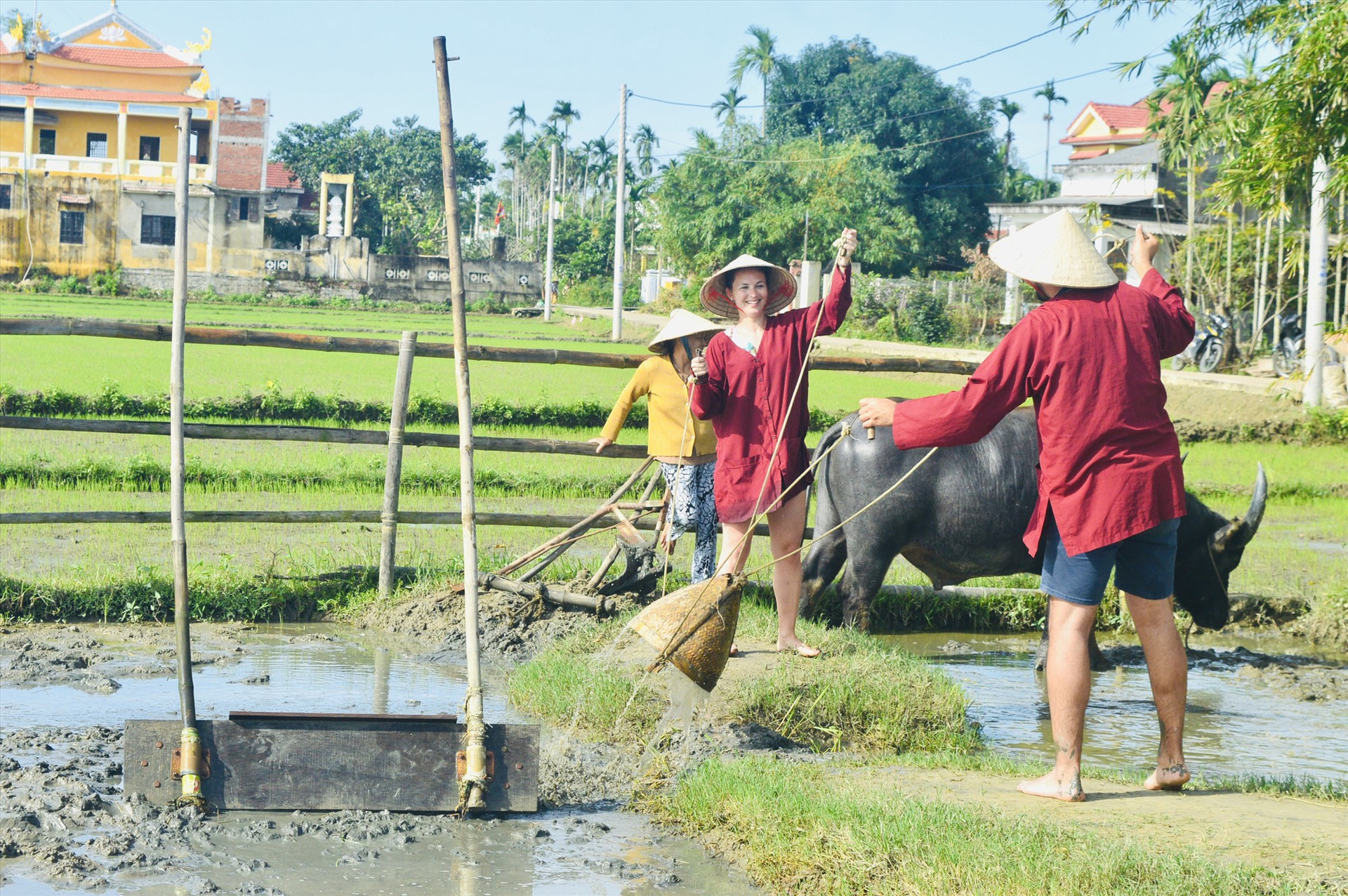 Du khách đến Quảng Nam được xuống đồng, cưỡi trâu, trồng rau và làm lúa. Ảnh: H.T