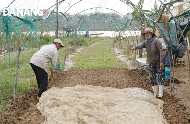 Dự kiến sau 23-10 âm lịch, nông dân mới tập trung sản xuất cho vụ đông xuân và vụ Tết. Trong ảnh: Nông dân vùng sản xuất rau an toàn La Hường (phường Hòa Thọ Đông, quận Cẩm Lệ) đang dọn dẹp, khắc phục thiệt hại sau lũ. Ảnh: VĂN HOÀNG