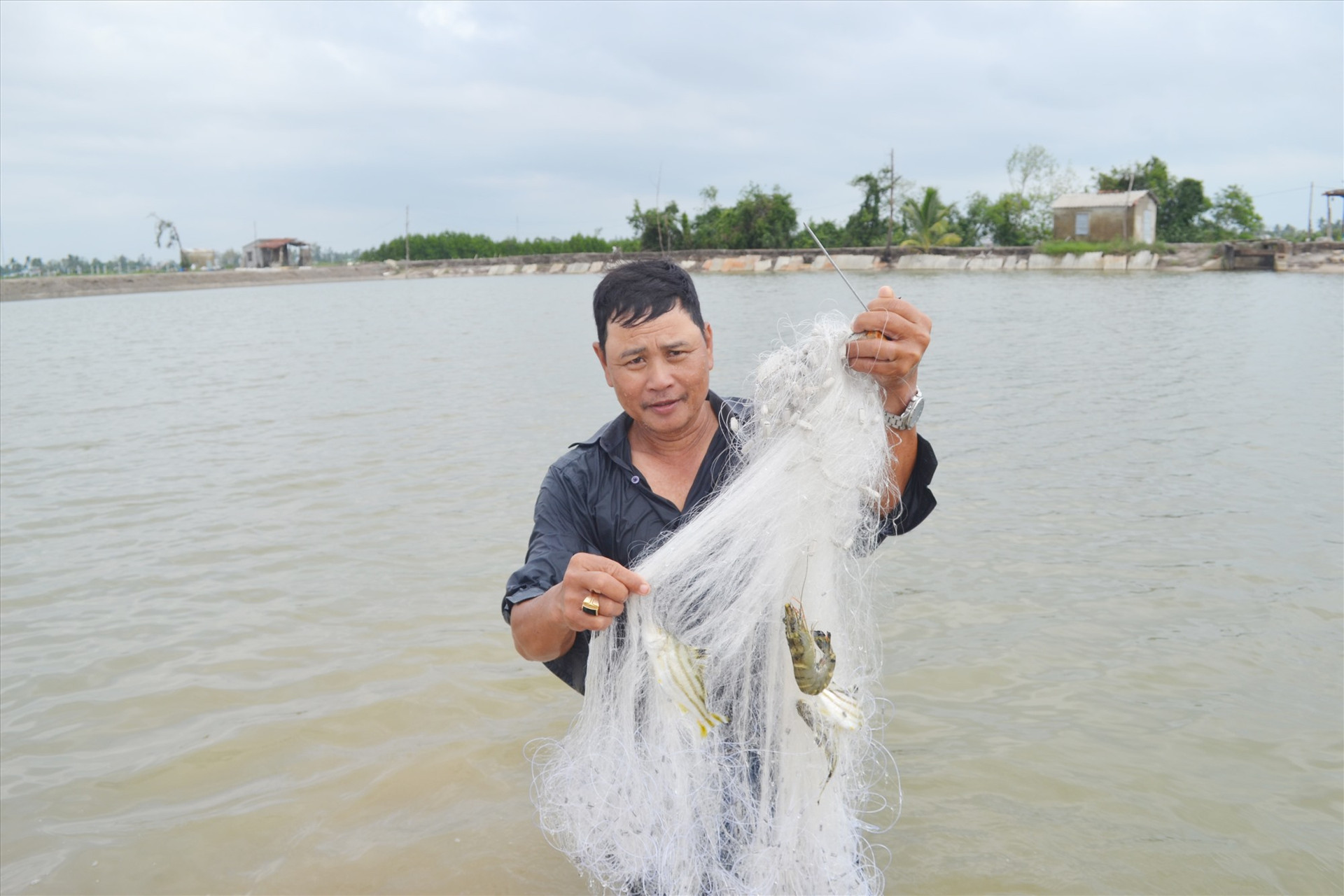 Hộ ông Dương Thanh Quý (thôn Long Bình, xã Tam Nghĩa) đã có nguồn thu nhập ổn định sau khi chuyển nuôi tôm thẻ chân trắng sang nuôi các loại tôm càng xanh, cua biển, cá dìa, cá chẽm. Ảnh: NGUYỄN QUANG