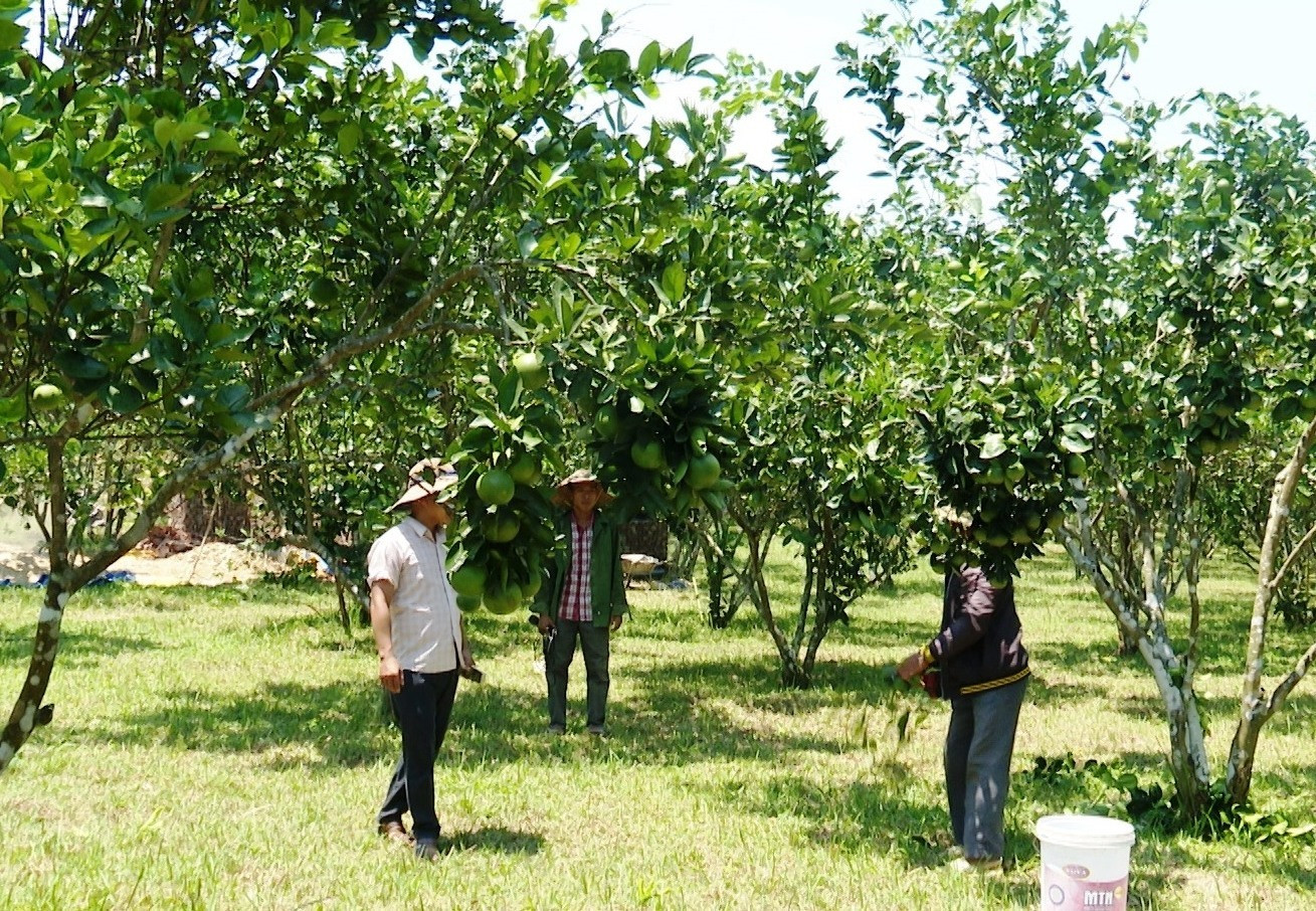 Nông dân Tiên Phước đầu tư phát triển kinh tế vườn, kinh tế trang trại cho hiệu quả kinh tế. Ảnh:N.HƯNG
