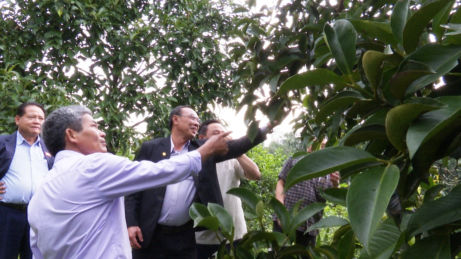 Visiting a mangosteen garden in Tien Phuoc