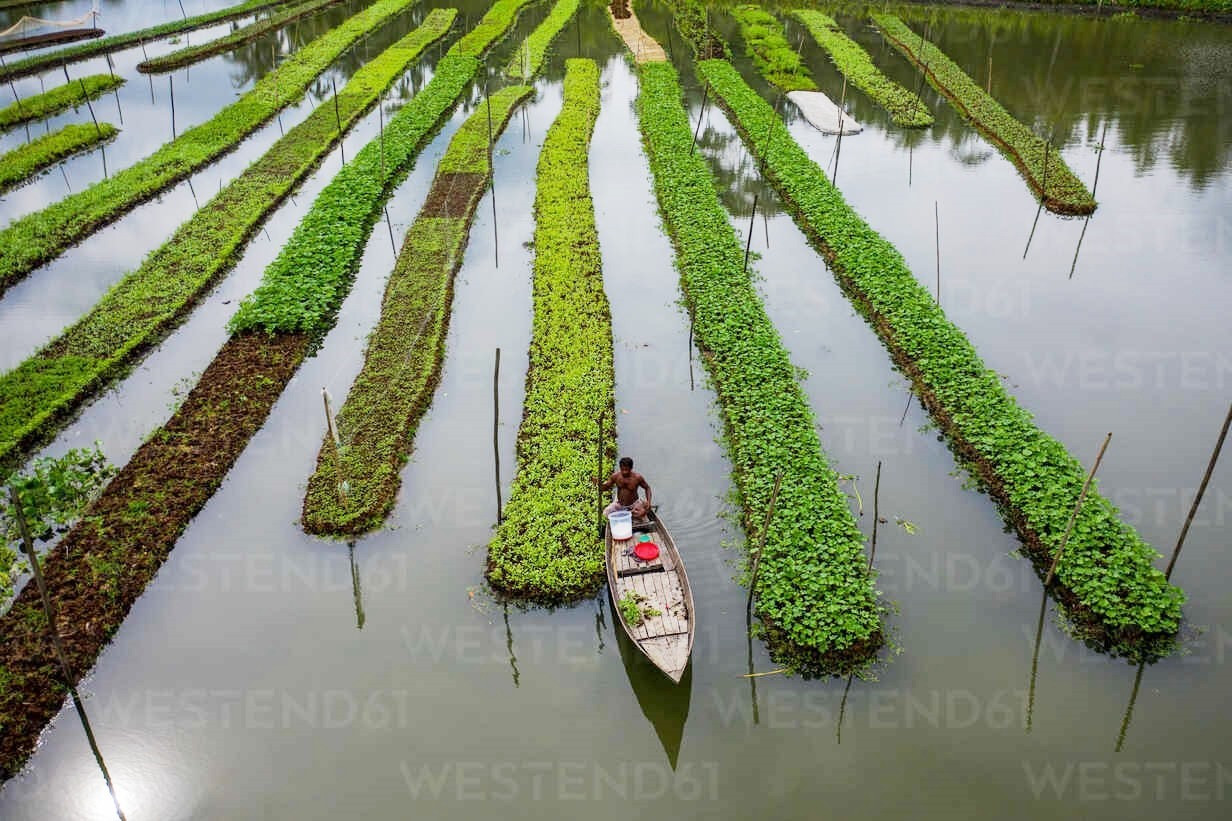 Trang trại nổi tại Bangladesh ứng phó biến đổi khí hậu. Ảnh: westend61