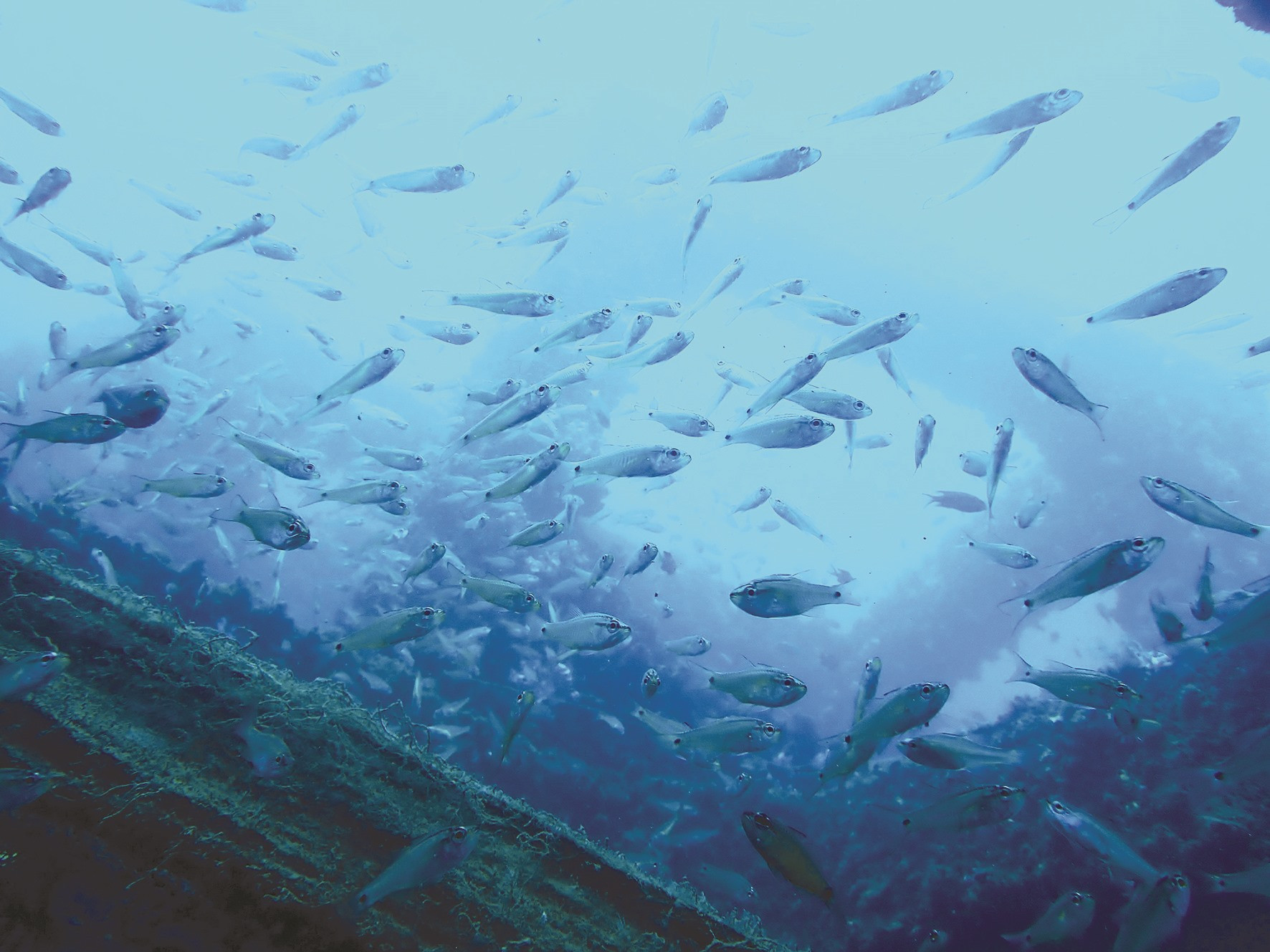 Các khối san hô nhân tạo thu hút rất nhiều loại cá về trú ngụ.