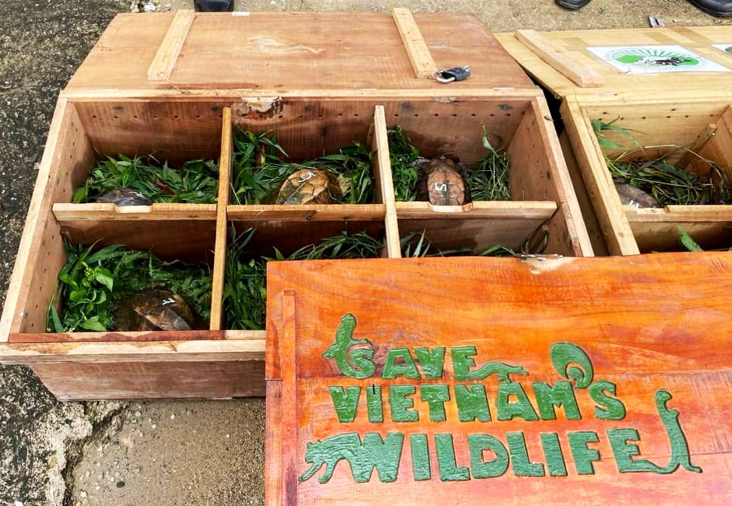 Có 11 cá thể rùa núi viền và 1 cá thể rùa hộp trán vàng miền Trung được phát hiện đang nuôi nhốt trong nhà đối tượng Hùng.