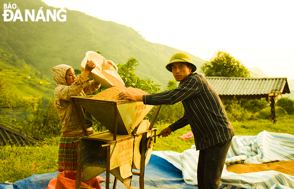 Đôi vợ chồng người Mông đang tuốt lúa ở xã Sin Suối Hồ, huyện Phong Thổ, tỉnh Lai Châu.