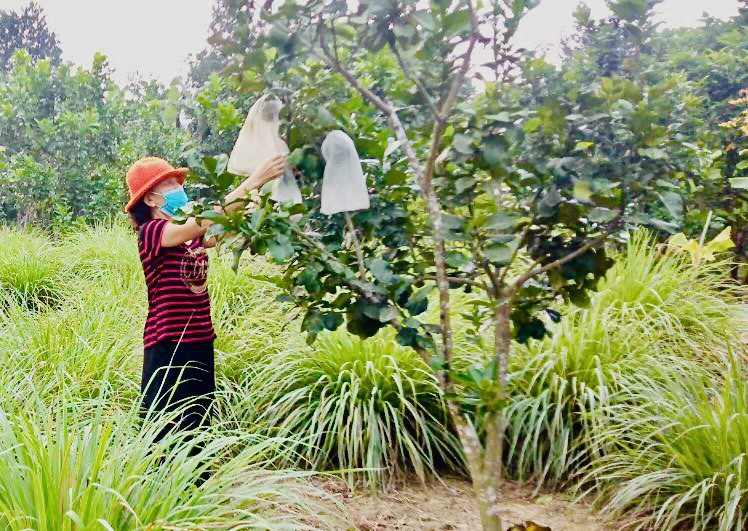 Chị Lưu Thị Hợi chăm sóc vườn cây ăn quả. Ảnh: Minh Thông