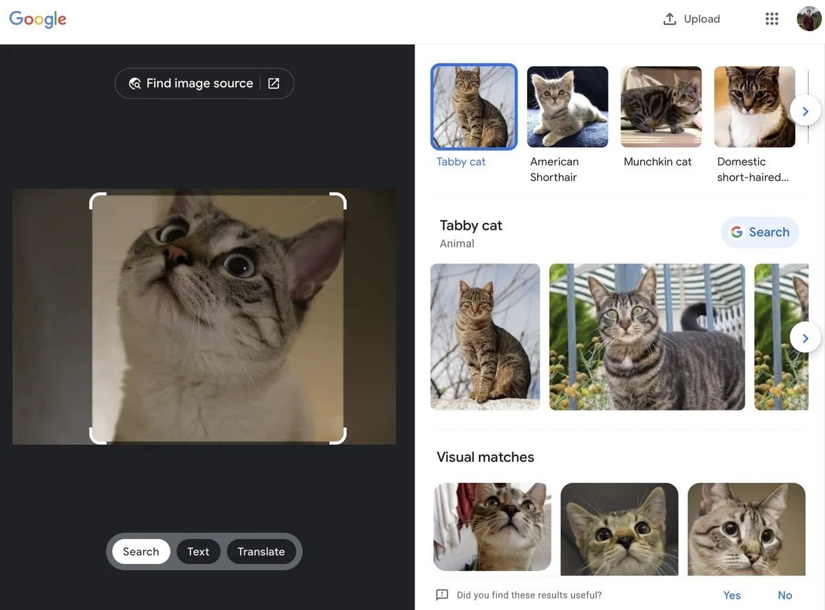 Kết quả tìm kiếm khi người dùng tải lên hình ảnh một chú mèo. Ảnh: The Verge