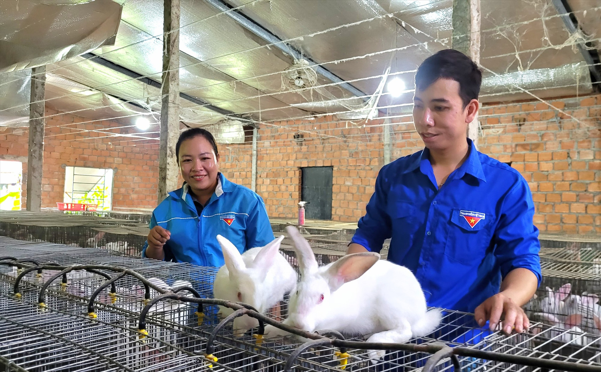 Trại thỏ của Phạm Tấn Thương đang mang lại hiệu quả kinh tế. Ảnh: M.L