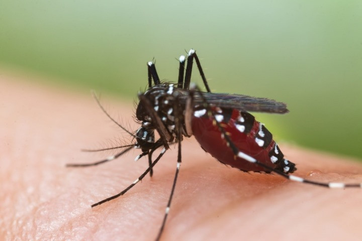 Bất kỳ ai, ở lứa tuổi nào cũng có thể mắc bệnh nếu bị muỗi mang mầm bệnh đốt. (Ảnh minh họa)