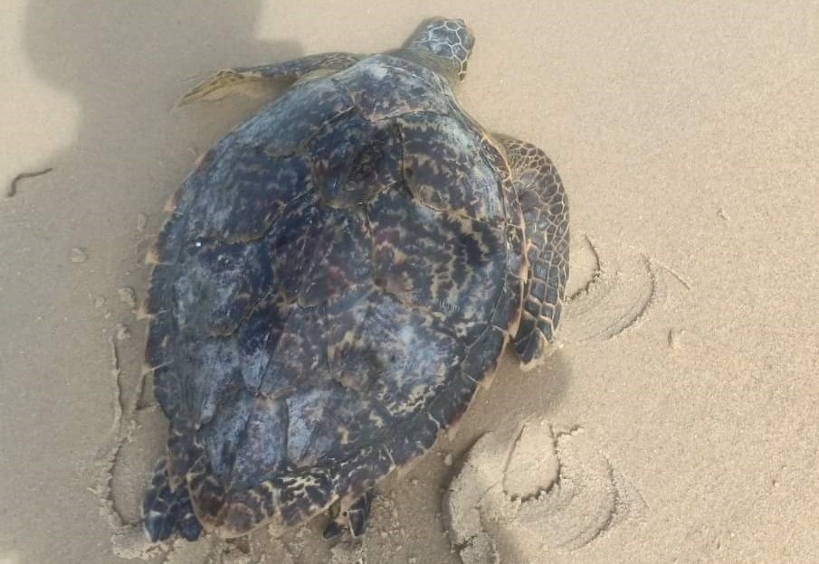 Cá thể rùa được thả về biển