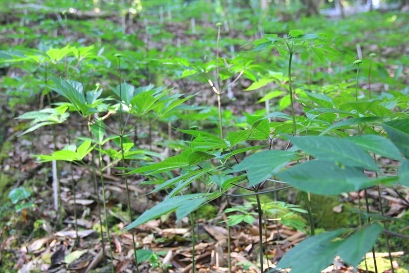 A leaf of Ngoc Linh ginseng