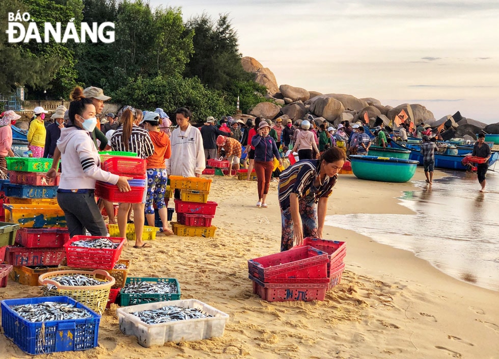Bến cá của làng chài An Hải nổi tiếng với cá, tôm, mực… tươi sống vừa được đánh bắt về sau cả đêm dài.