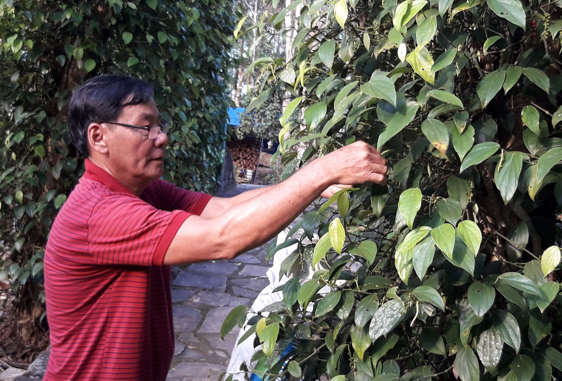 Vườn tiêu hơn 250 choái cho sản lượng hơn 150kg hạt tiêu khô mỗi năm của ông Nguyễn Đình Lăng - xã Tiên Hiệp (Tiên Phước).Ảnh: P.H