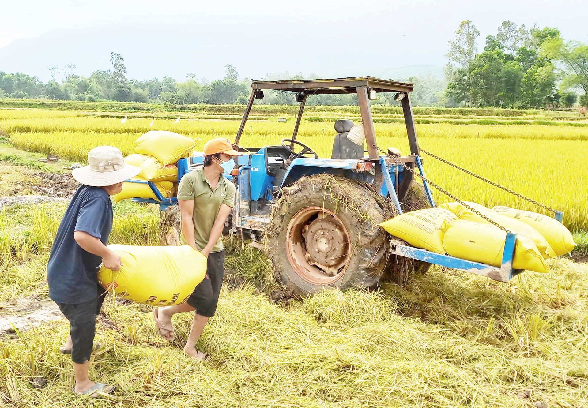 Tổng sản lượng lương thực có hạt của huyện Quế Sơn năm 2022 đạt gần 40 nghìn tấn. ảnh DT