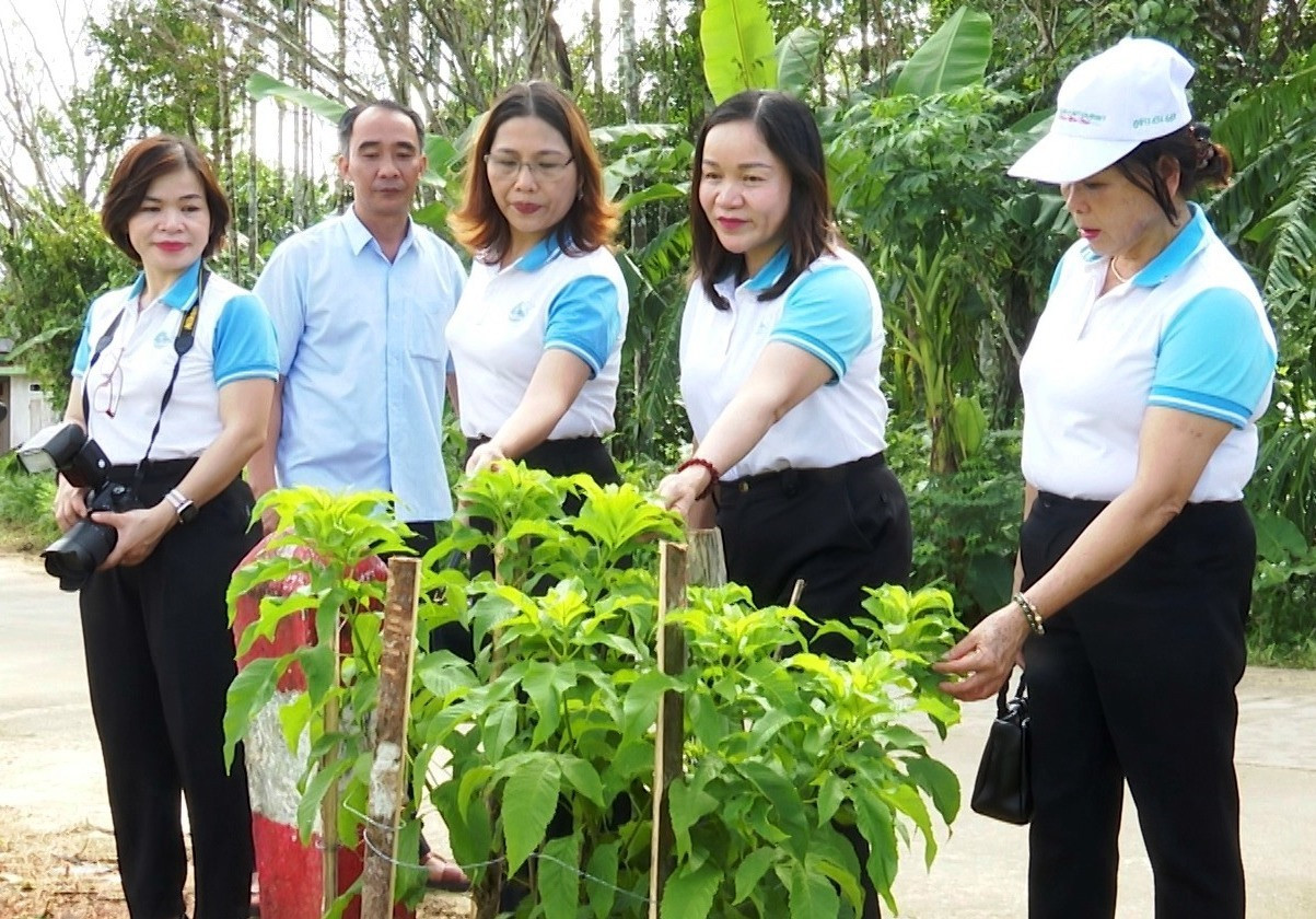 Hội LHPN tỉnh hỗ trợ 300 cây hoa hoàng yếu giúp cho người dân Tiên Phú Đông trồng dọc tuyến đường vào trung tâm thôn. Ảnh:N.HƯNG