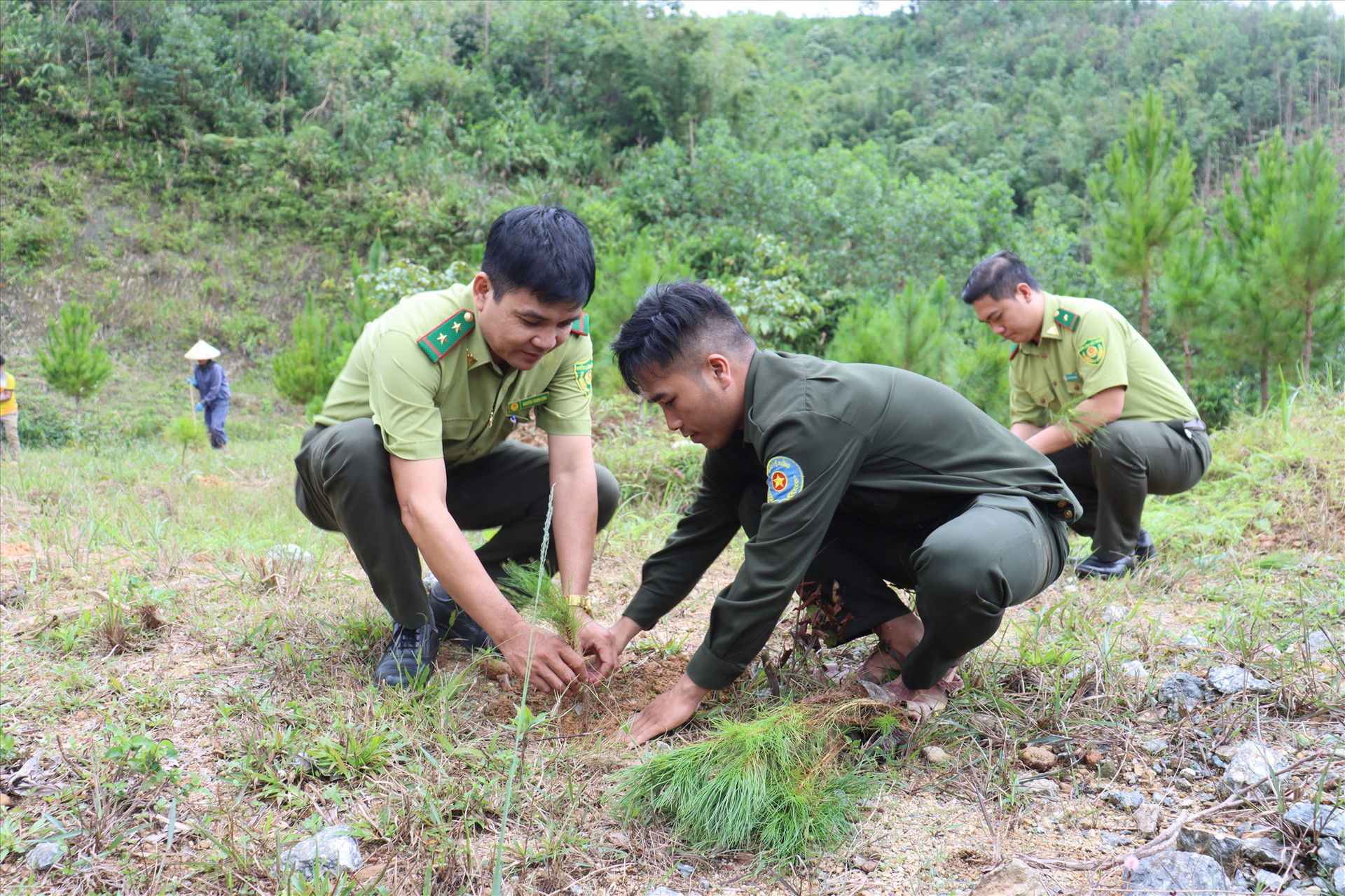 Cán bộ, viên chức, người lao động BQL rừng phòng hộ Tây Giang tham gia trồng cây. Ảnh: T.Q