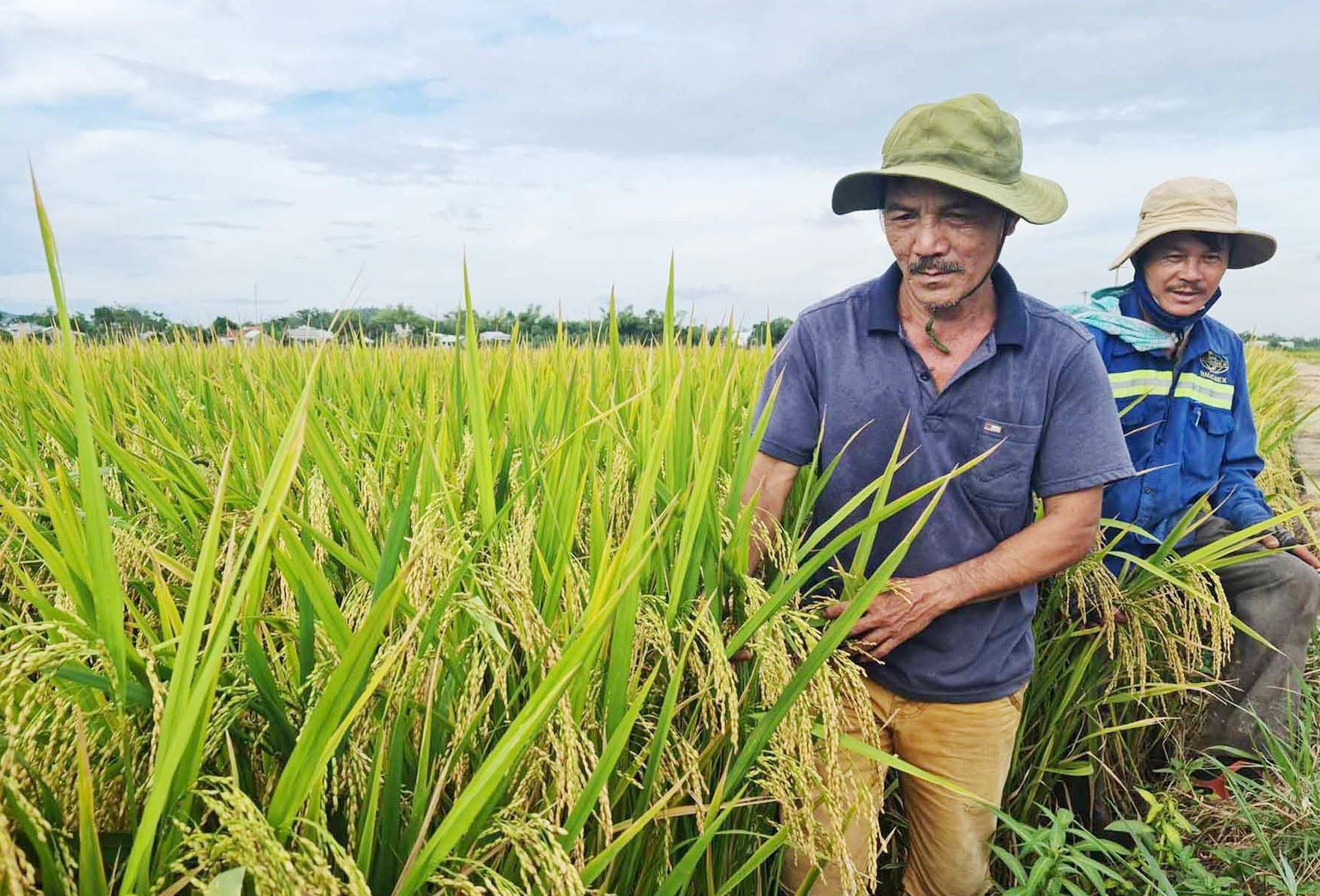 Vùng sản xuất lúa chuyên canh theo hướng liên kết tại thôn An Lợi Tây. Ảnh: HOÀNG LIÊN