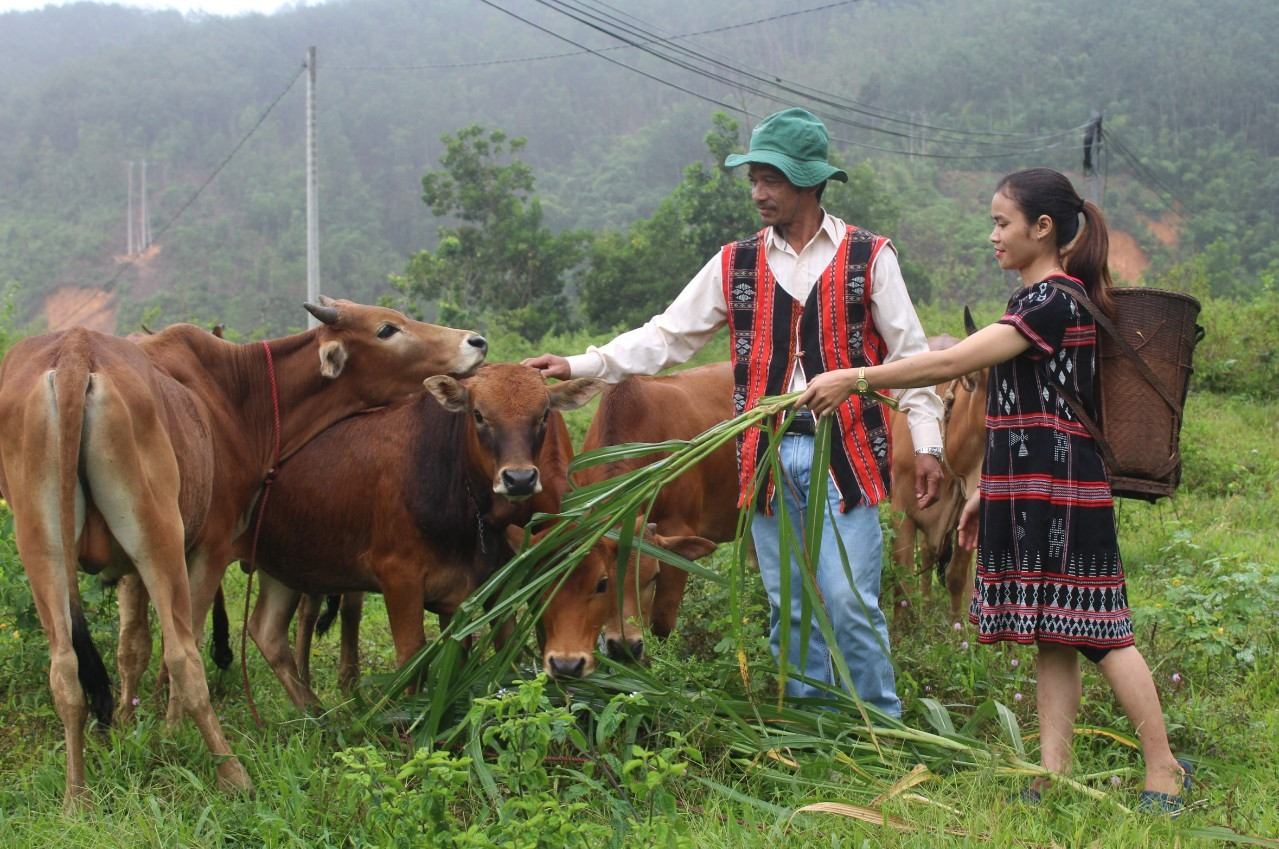 Từ nguồn vốn vay nhiều hộ nông dân Tây Giang mua bò phát triển kinh tế trở thành nông dân sản xuất kinh doanh giỏi. Ảnh H. Thúy