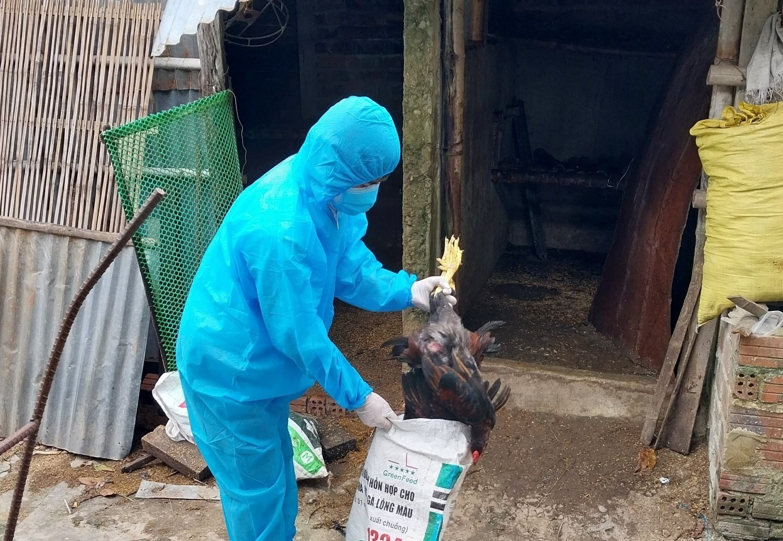 Ngành chuyên môn của huyện Quế Sơn tiêu hủy số gà nhiễm vi rút cúm gia cầm A/H5N1 của hộ bà Nguyễn Thị Liễu (thôn Dưỡng Mông, xã Quế Xuân 1).