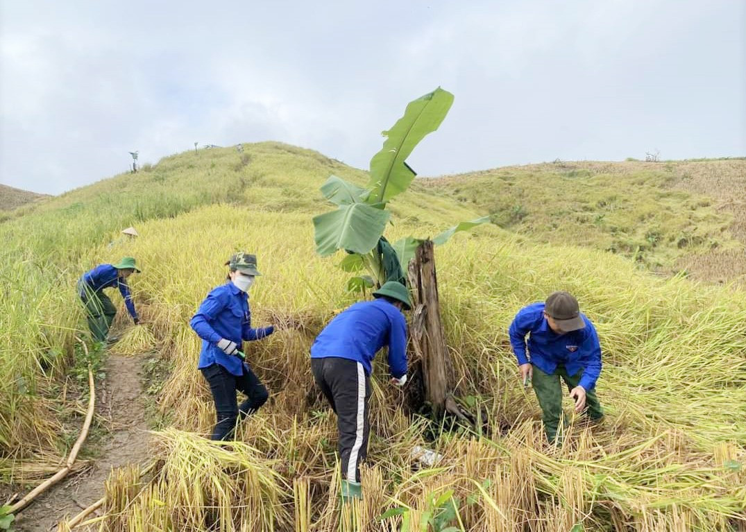 “Màu áo xanh” tại huyện Nam Giang giúp dân thu hoạch lúa rẫy. Ảnh: Đ.N