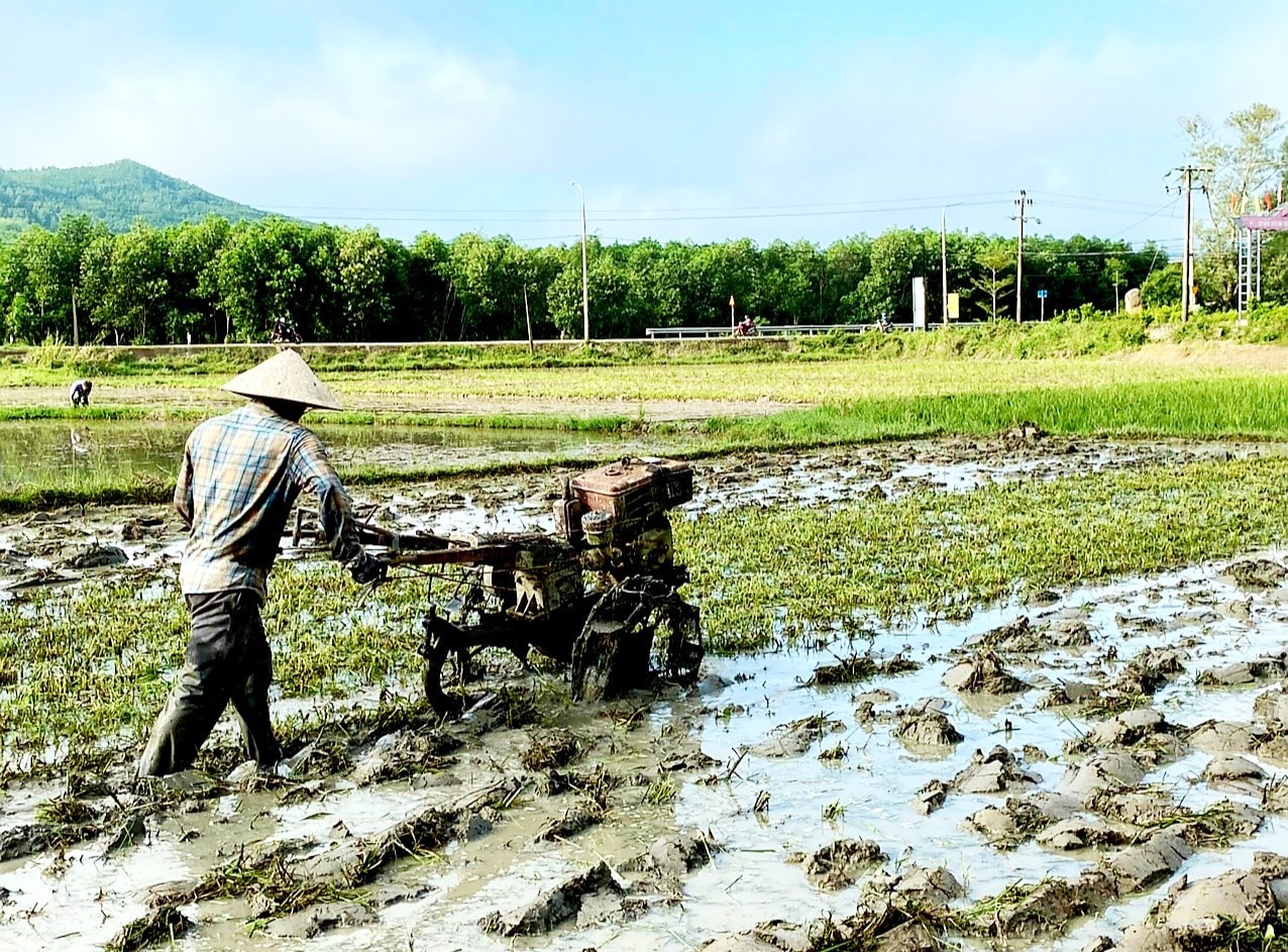 Nông dân huyện Nông Sơn tập trung làm đất để chuẩn bị triển khai gieo sạ vụ lúa đông xuân 2022 - 2023. Ảnh: L.Đ