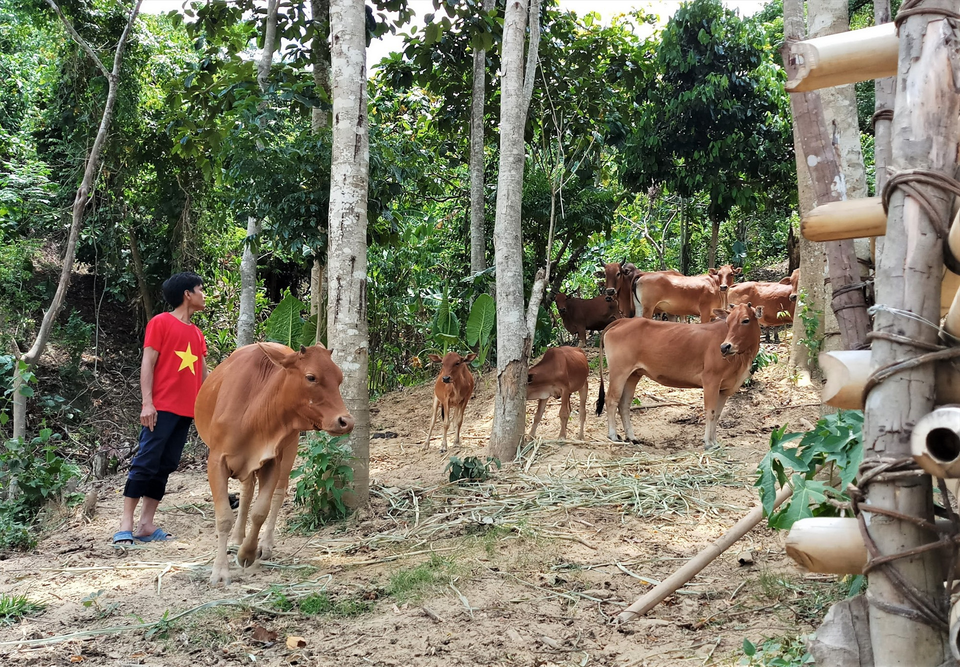 Trong định hướng của huyện Nam Giang, bên cạnh trồng rừng gỗ lớn sẽ tiếp tục phát triển các mô hình chăn nuôi, trồng cây ăn quả có giá trị kinh tế cao. Ảnh: ALĂNG NGƯỚC