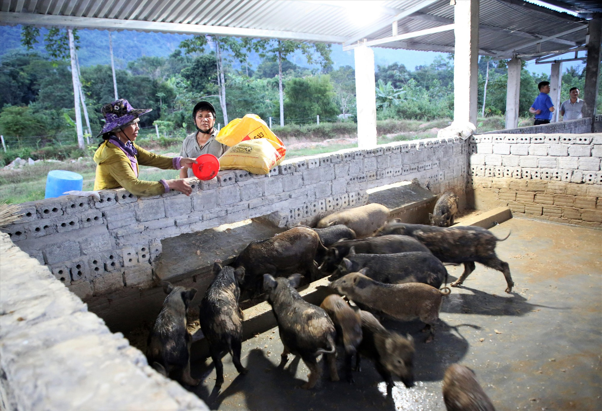 Mô hình nuôi heo đen nhóm hộ đang phát huy hiệu quả tại huyện Nam Giang. Ảnh: ALĂNG NGƯỚC