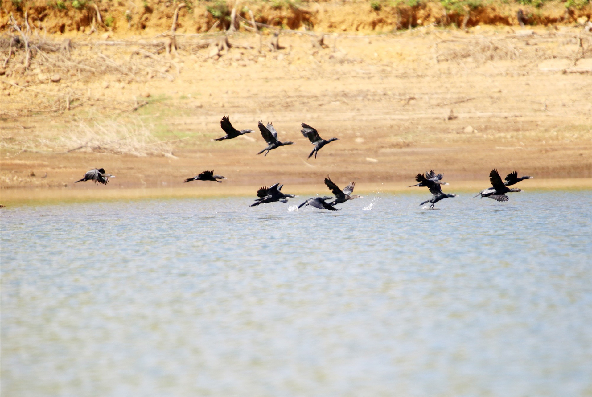 Đàn chim cồng cộc di cư về hồ Thái Xuân trú đông. Ảnh: N.Q