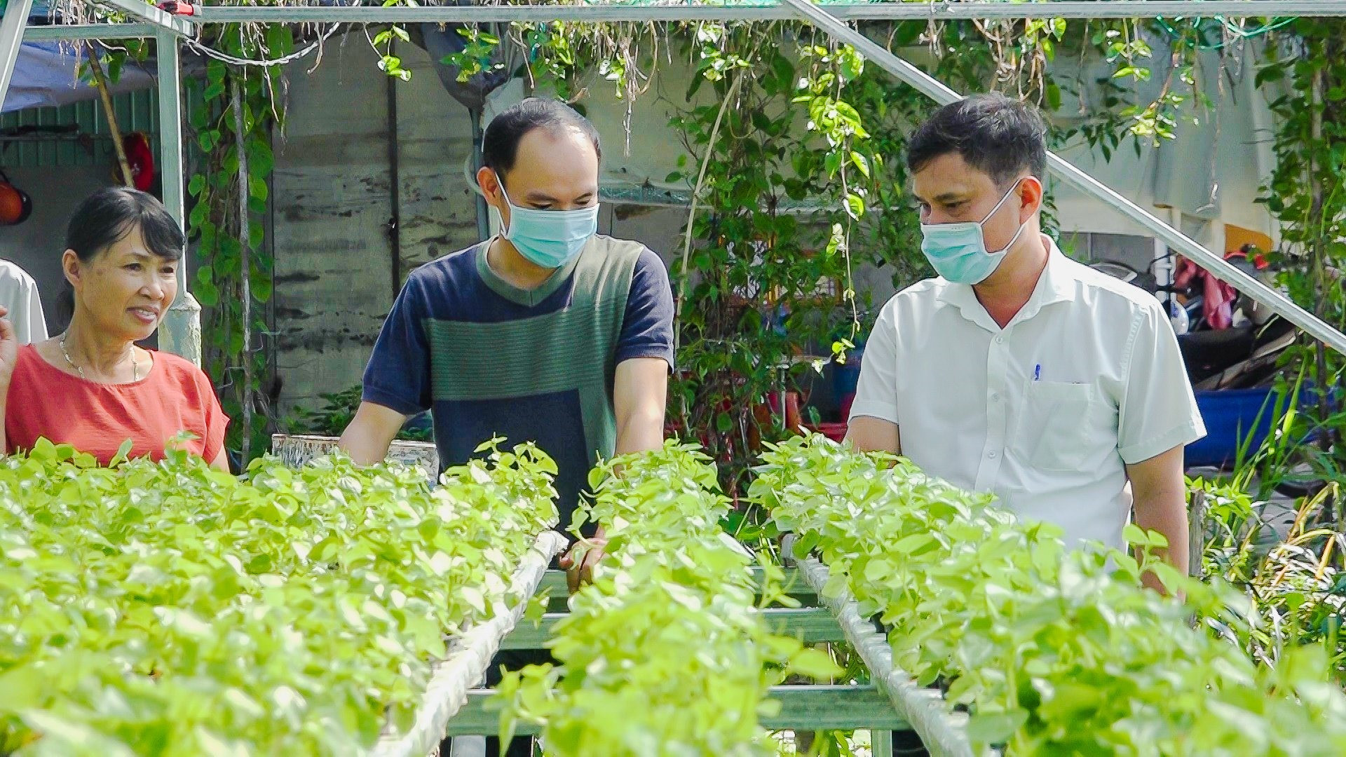 Năm 2021, Trung tâm kỹ thuật Nông nghiệp huyện Thăng Bình hỗ trợ mô hình nhà lưới sản xuất rau công nghệ cao cho anh Huỳnh Đức Khanh ( giữa) tại xã Bình Phục