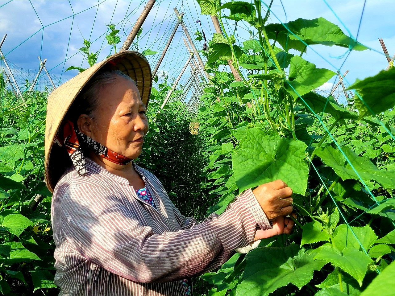 Nông dân Đại Lộc tập trung chăm sóc những ruộng rau quả bán tết. Ảnh: VĂN SỰ
