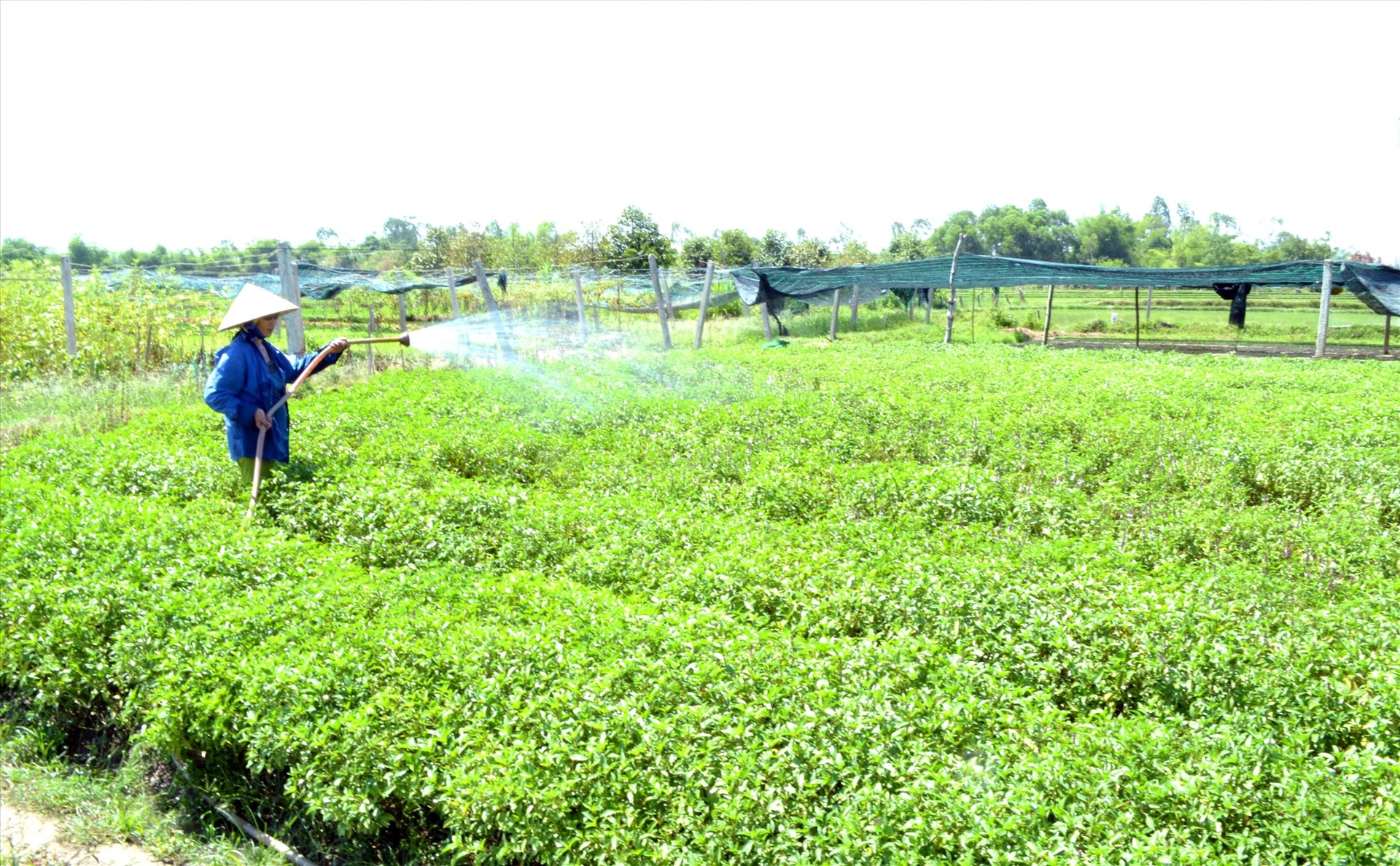 Các cánh đồng rau sạch ngày càng được mở rộng trên địa bàn tỉnh. Ảnh: VIỆT NGUYỄN